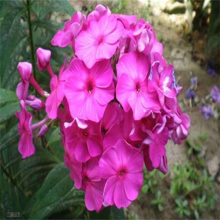 宿根福禄考基地 芝樱花海 成片种植 全国发货