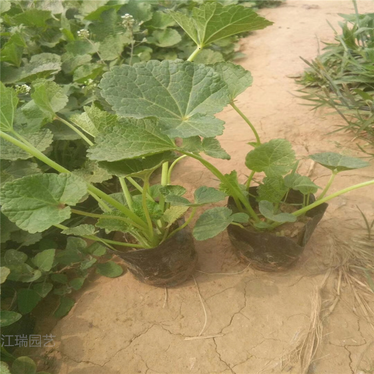 蜀葵种子种苗 哈尔滨蜀葵基地 江瑞