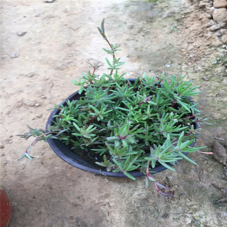 青海半枝莲种植基地 半枝莲种子种苗批发 江瑞