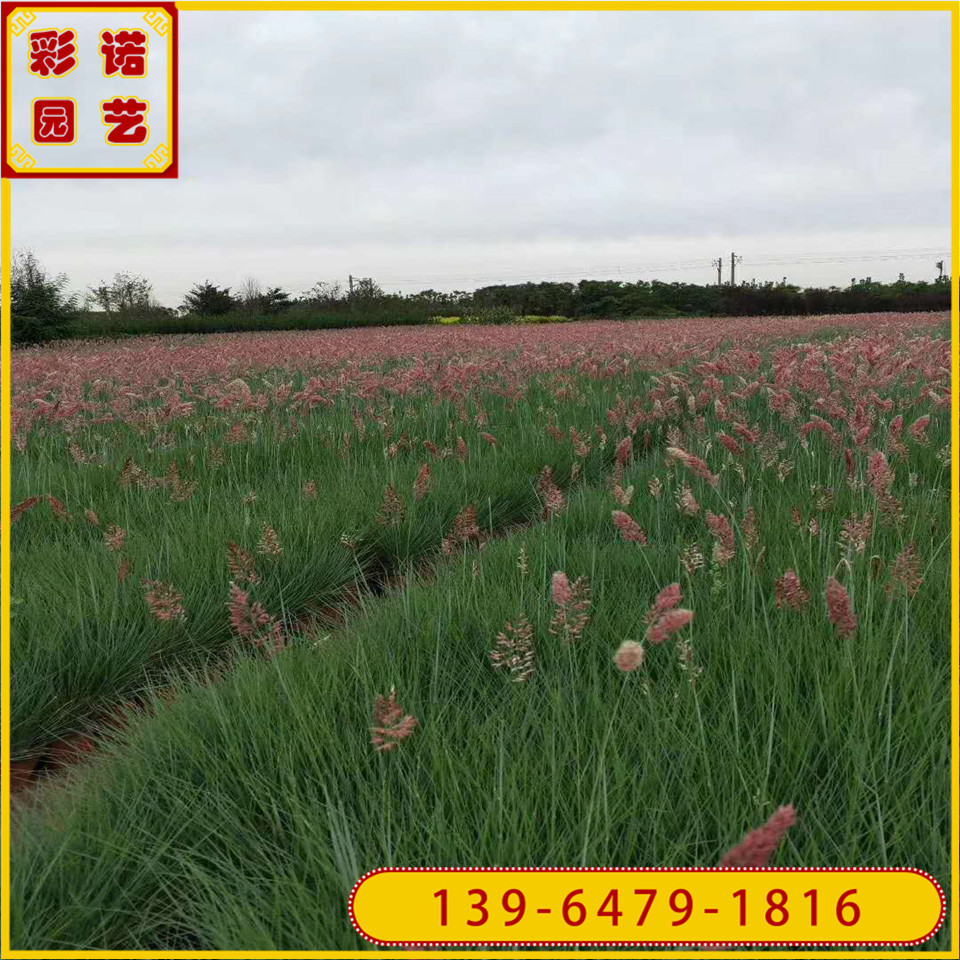 毛冠草小苗 毛冠草营养袋苗 糖蜜草容器杯苗 