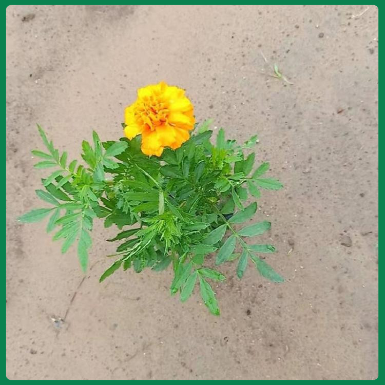 夏秋常用花卉  孔雀草杯苗  长势好  价格低