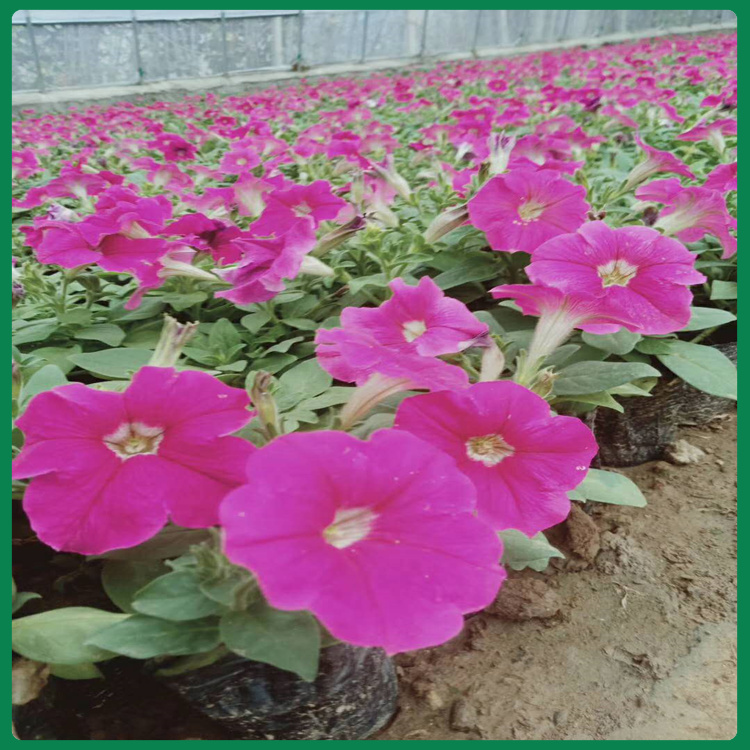 绿化用牵牛花   矮牵牛培育  生长旺盛