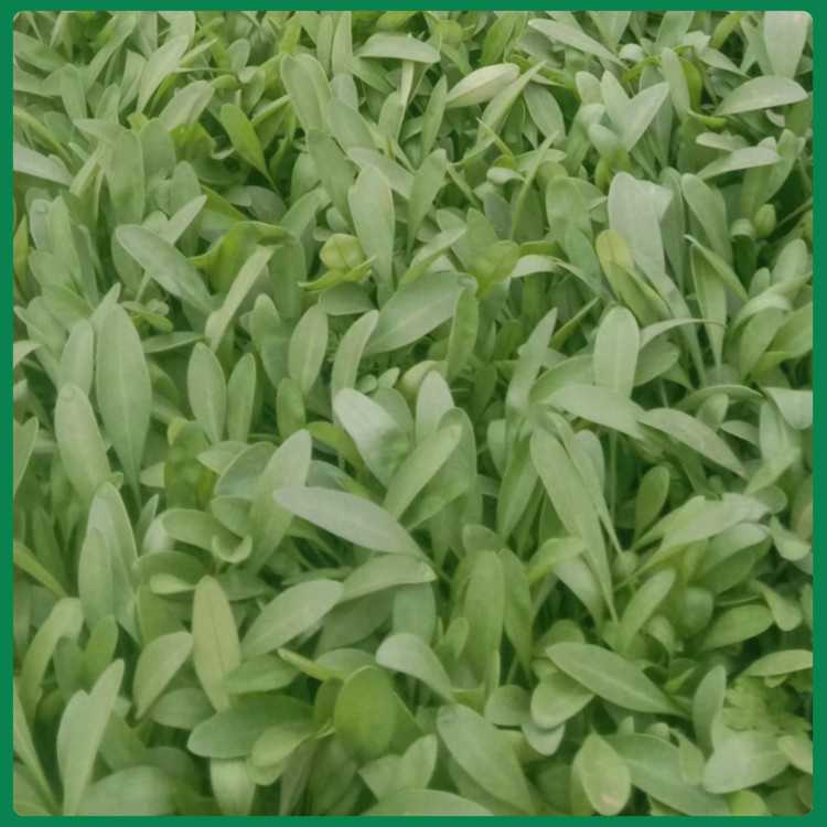 观赏草花金鸡菊  宿根草本植物金鸡菊  枝叶密集，植株生长健壮