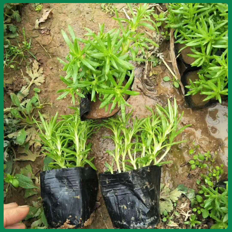 黄金条  佛甲草小苗  适应能力强  绿化地被植物
