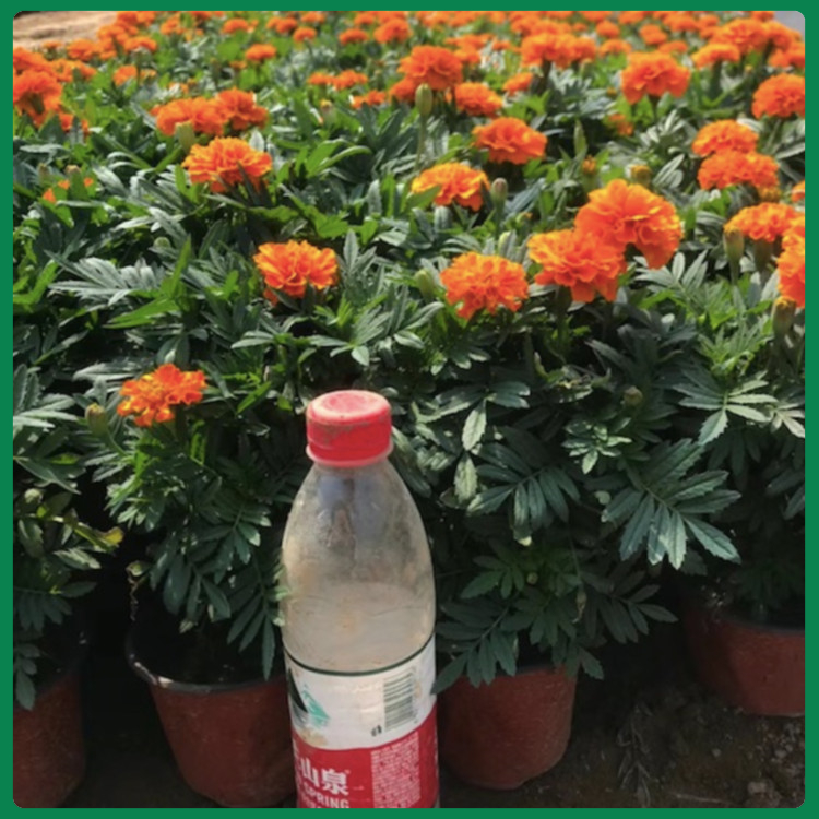 夏季孔雀草花海  孔雀草杯苗  时令草花观赏
