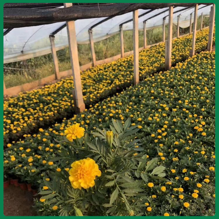 孔雀草花色金黄耀眼  孔雀草花苗  欢迎实地选苗