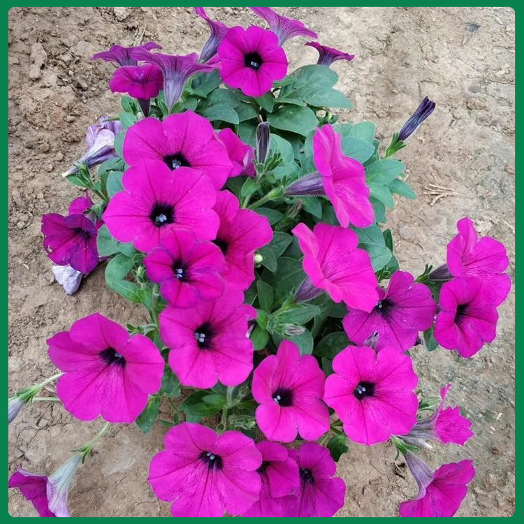 绿化用牵牛花   矮牵牛基地  喜温暖阳光
