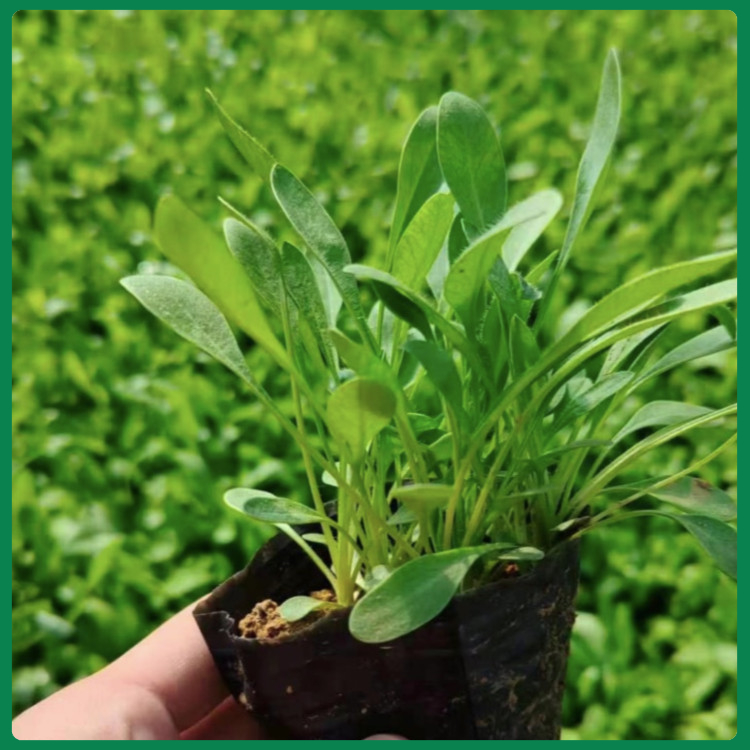 俩色金鸡菊  国庆常用租摆花卉金鸡菊小苗  枝叶密集，植株生长健壮
