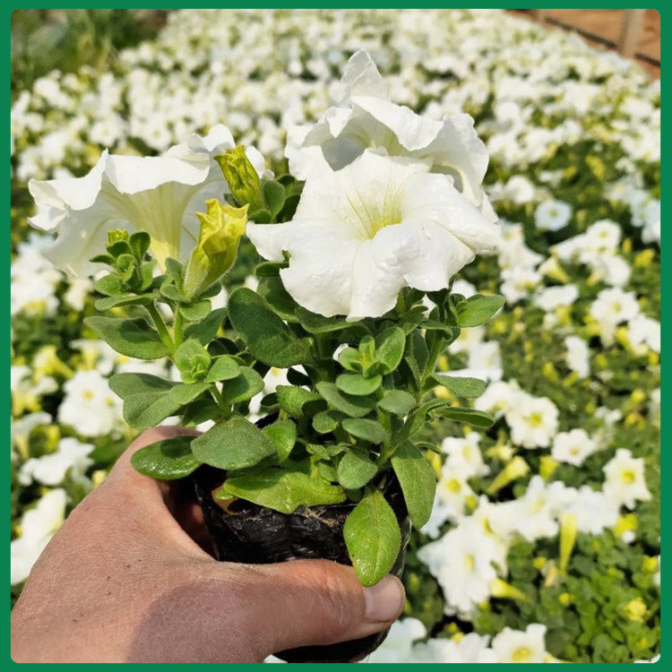 多色系牵牛花种苗   矮牵牛价格  生命力旺盛