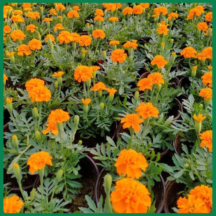 夏季孔雀草花海  孔雀草花苗  欢迎实地选苗