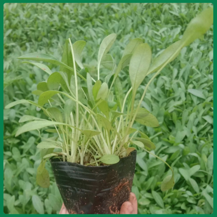 俩色金鸡菊  园林绿化金鸡菊  花大色艳  常开不绝