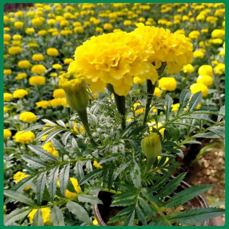 花坛点缀孔雀草  孔雀草培育基地  花朵鲜艳分支多