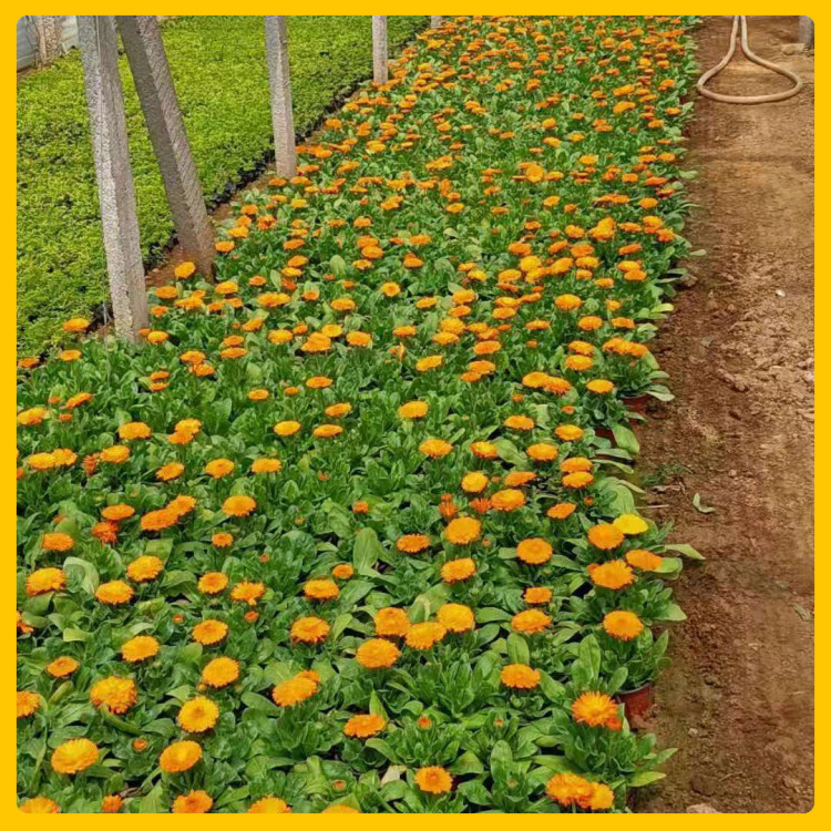 辰贺  孔雀草批发基地  节日租摆草花孔雀草 长势好  价格低