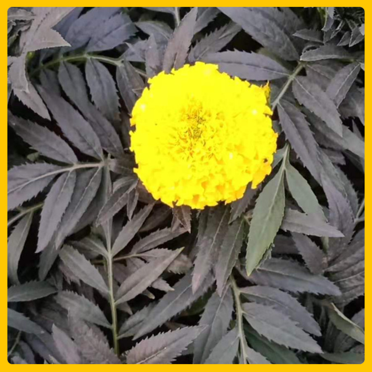 时令草花万寿菊  批发万寿菊种苗单价  植株矮壮