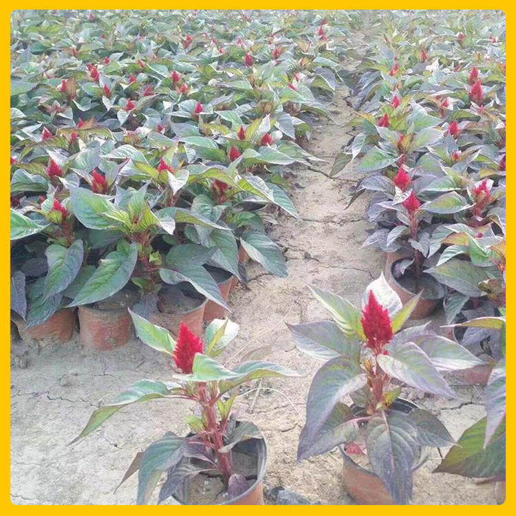 园林花卉一串红批发  一串红观赏花海打造  办公室绿化观赏盆栽