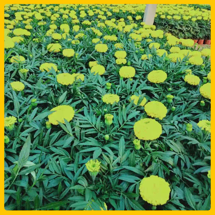 广场布置租摆用花  青州大型苗木培育基地批发  适应能力好