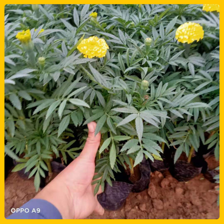 室内观赏万寿菊盆栽  批发万寿菊种苗单价  花期长 观赏性好