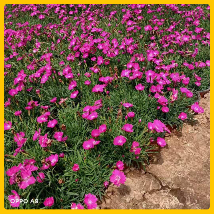 双色盆欧石竹小苗报价  小皮桶欧石竹价格  植株低矮