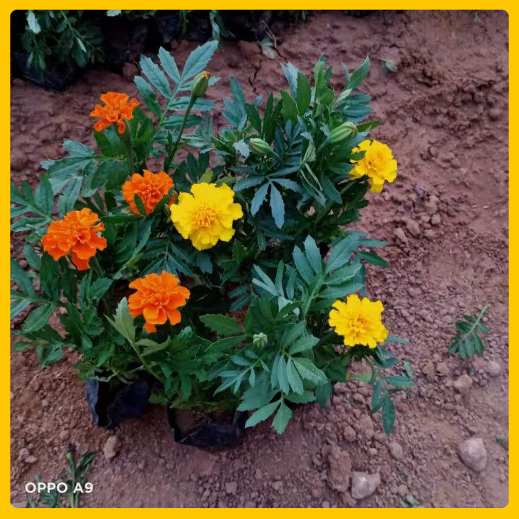 辰贺  孔雀草花海  节日租摆草花孔雀草 时令草花观赏
