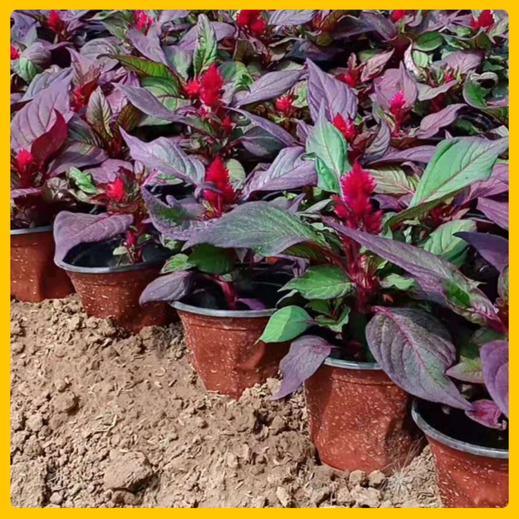 辰贺 墙下红批发  观花植物一串红  办公室绿化观赏盆栽
