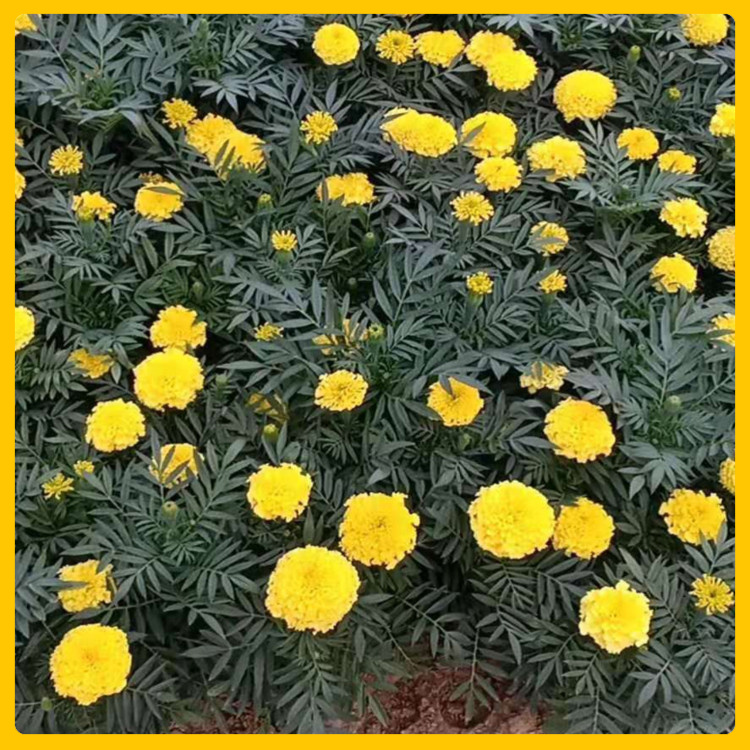 国庆租摆万寿菊苗  万寿菊价格  花色艳丽