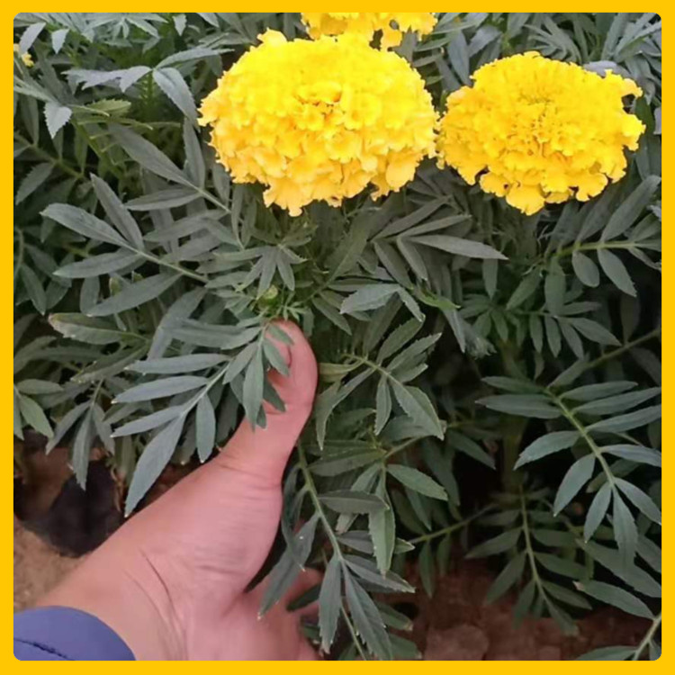绿化工程用苗  万寿菊基地报价  花色丰富