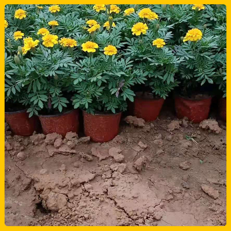 辰贺  孔雀草培育基地  市政绿化用孔雀草苗 花朵鲜艳分支多