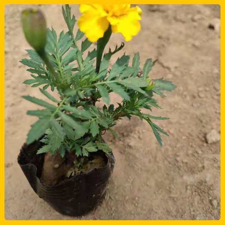 辰贺  孔雀草培育基地  节日租摆草花孔雀草 欢迎实地选苗