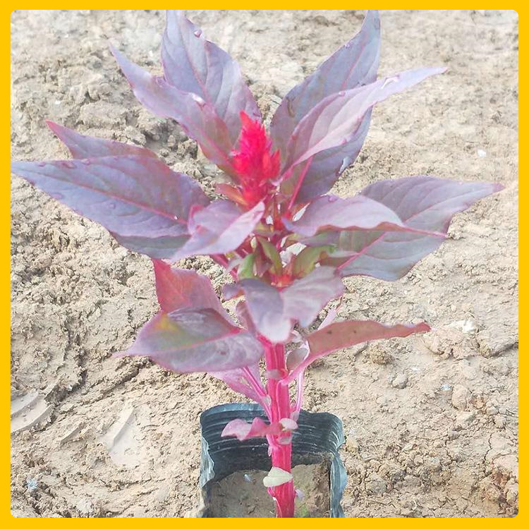 家庭观赏性花卉一串红  花坛点缀世纪红小苗  花海工程