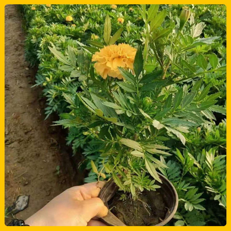 辰贺  孔雀草报价  孔雀草花色金黄耀眼 时令草花观赏