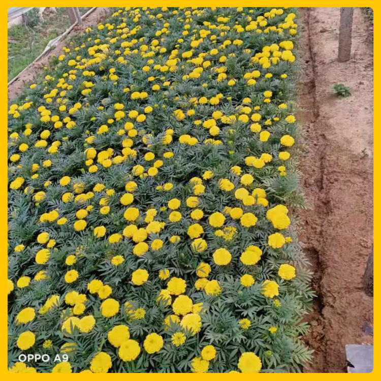 花坛点缀用万寿菊苗  万寿菊价格  花色丰富
