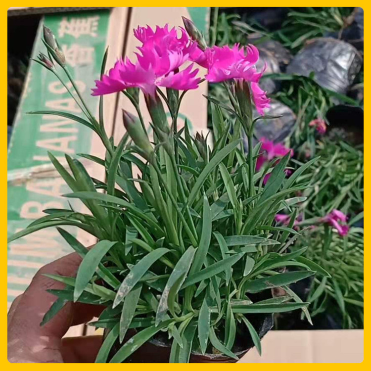 大面积花海打造  双色盆欧石竹供货  植株低矮