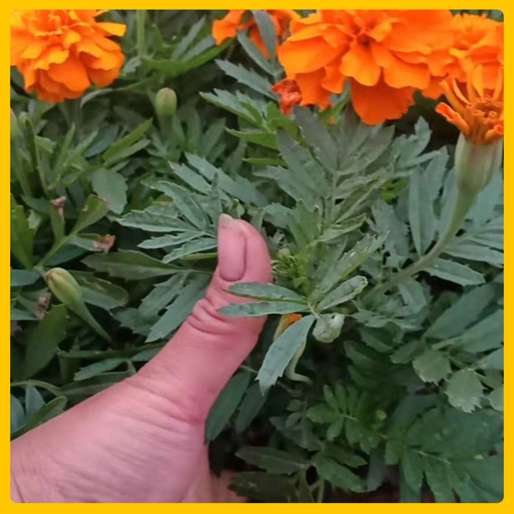 辰贺  孔雀草杯苗  夏季孔雀草花海 欢迎实地选苗