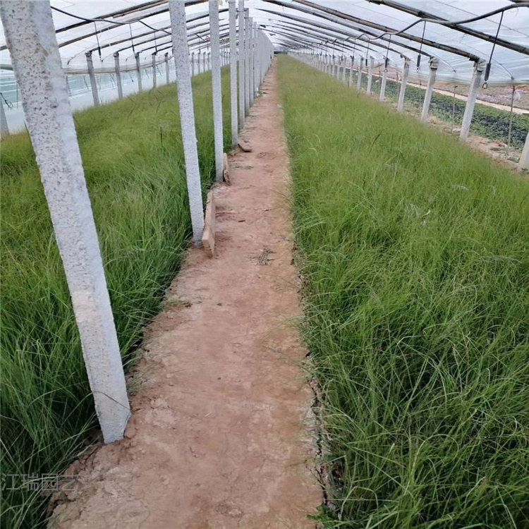 画眉草 画眉草种子批发 画眉草直销商 江瑞