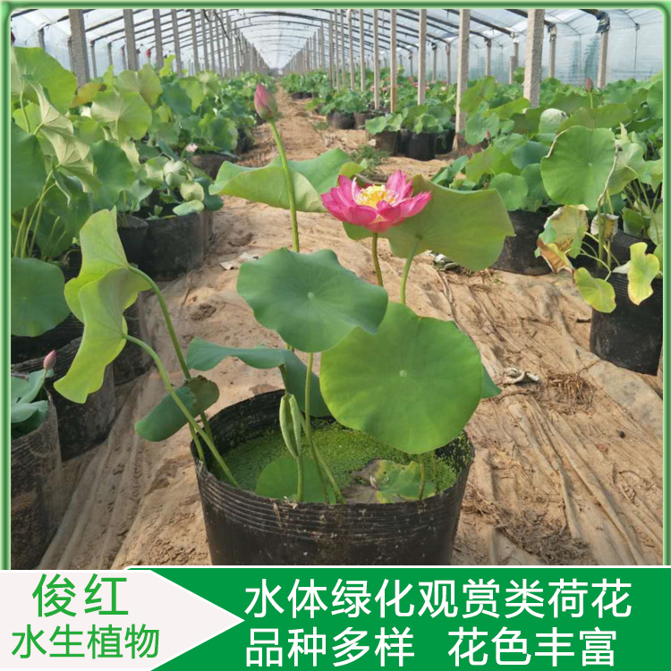 园林水景配置用开花荷花  荷花基地  欢迎询价