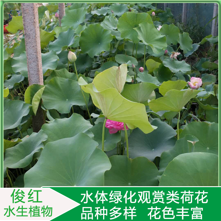 盆栽荷花苗价格  荷花小苗培育  绿化造景花卉