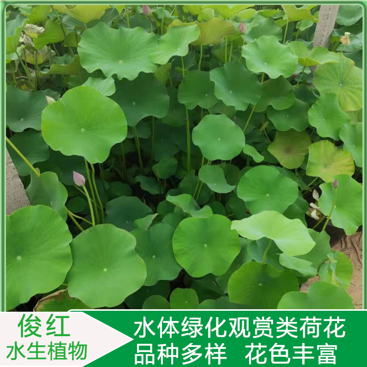 观赏性荷花幼苗  荷花基地  花姿楚楚动人