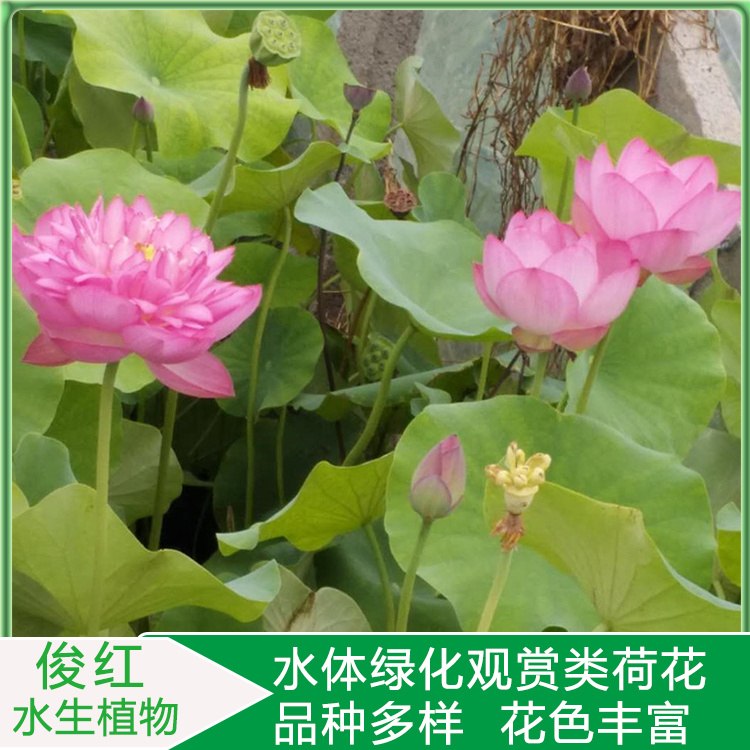 观赏性荷花幼苗  盆栽荷花苗价格  用以点缀、美化居室环境