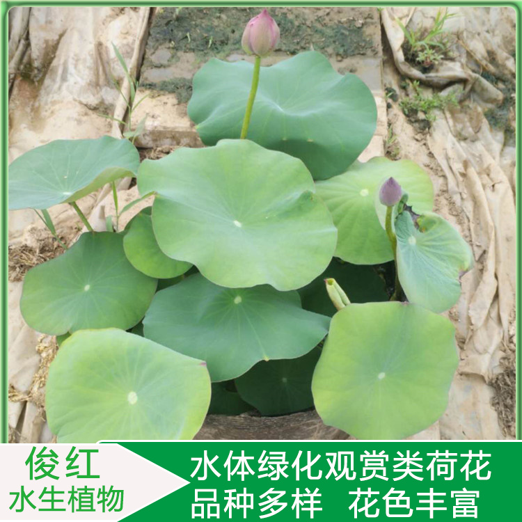 大杯荷花小苗  荷花价格  荷花水景园林应用种苗