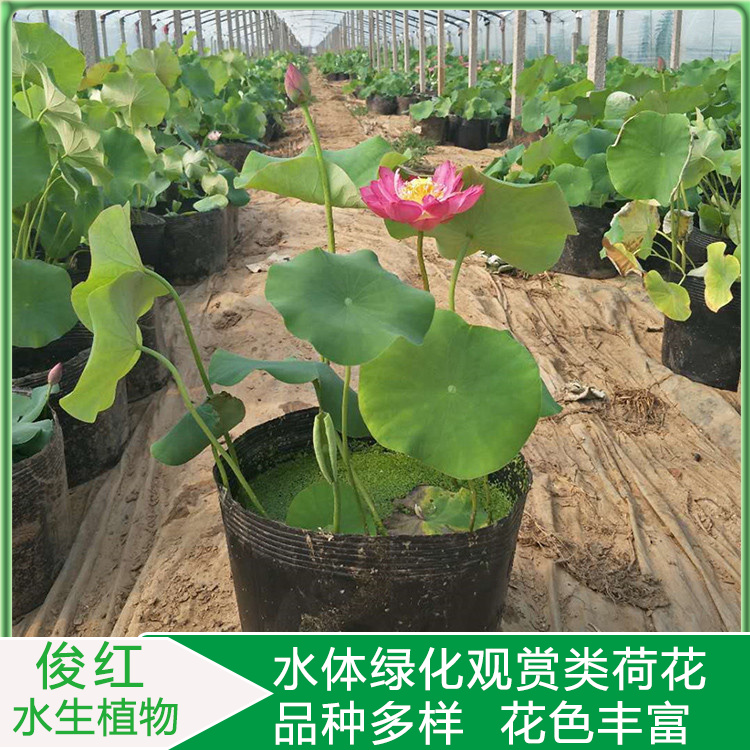 工地绿化适用荷花苗  山东荷花种苗供应商  花色绚丽多彩