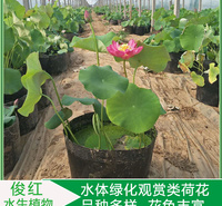 工地绿化适用荷花苗  山东荷花种苗供应商  花色绚丽多彩