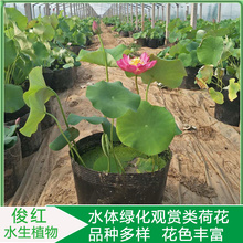 工地绿化适用荷花苗  山东荷花种苗供应商  花色绚丽多彩