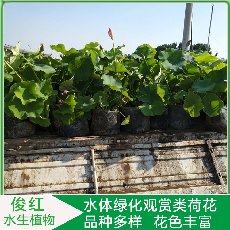 绿化荷花苗  荷花种植基地批发  基地荷花出售莲花