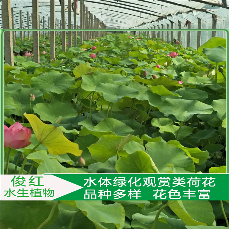 大杯荷花小苗  山东荷花种苗供应商  园林水景配置用开花荷花