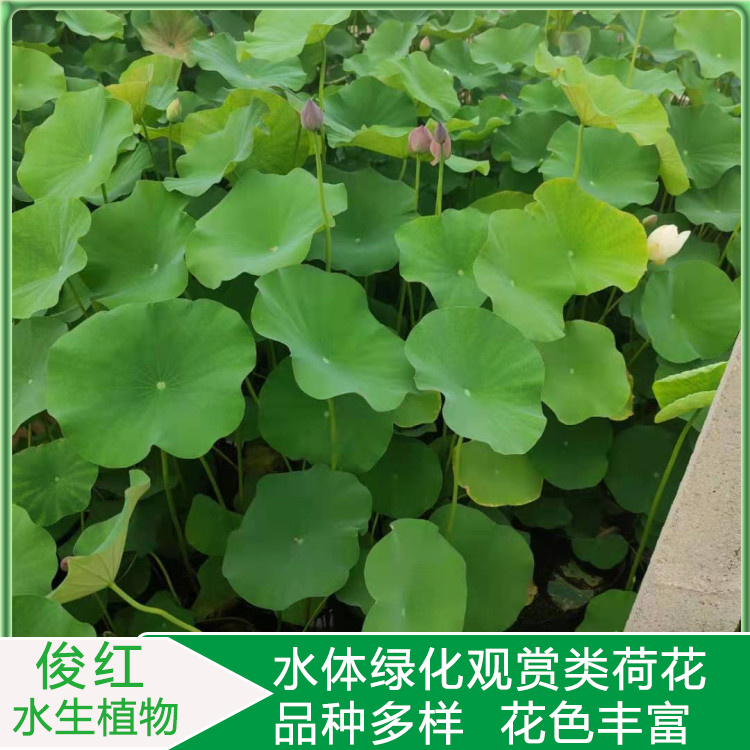 荷花苗圃报价  荷花价格  荷花园林水景塑造