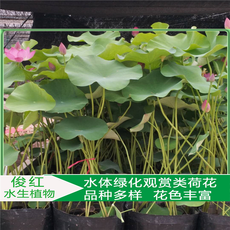 荷花水景园林应用种苗  绿化荷花苗  花色绚丽多彩