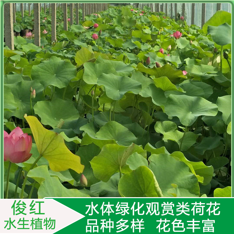 基地荷花出售莲花  绿化荷花苗  欢迎询价