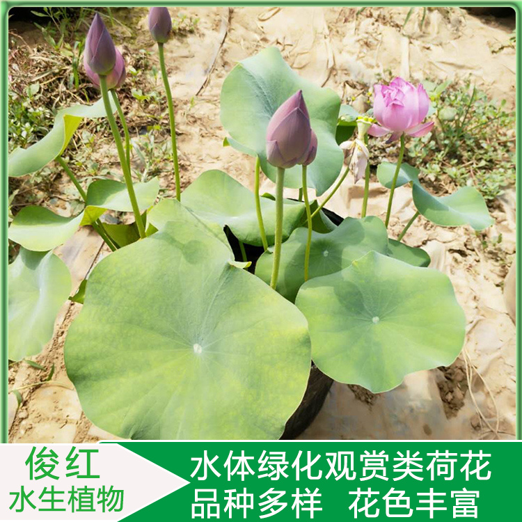 开花荷花  荷花价格  俊红产地供应品种荷花