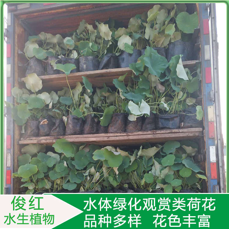荷花苗圃报价  盆栽观赏荷花报价  工地绿化适用荷花苗