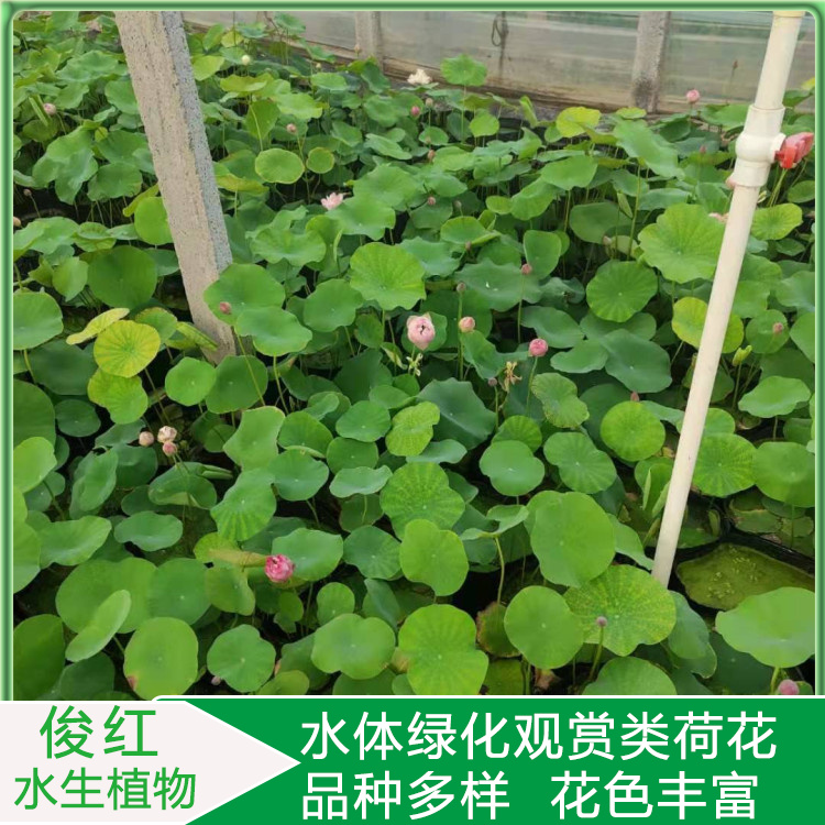 盆栽荷花苗价格  荷花价格  绿化造景花卉